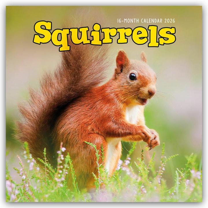 Immagine prodotto Squirrels - Eichhörnchen 2026 - Wand-Kalender (Inglese)