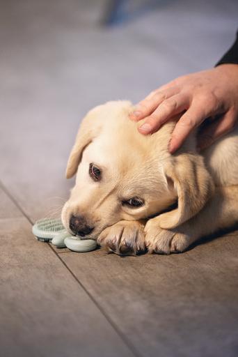 Produktbild Beeztees Dental Schnuller (Kauspielzeug Hund)
