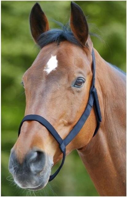 Immagine prodotto Waldhausen cavezza da pascolo