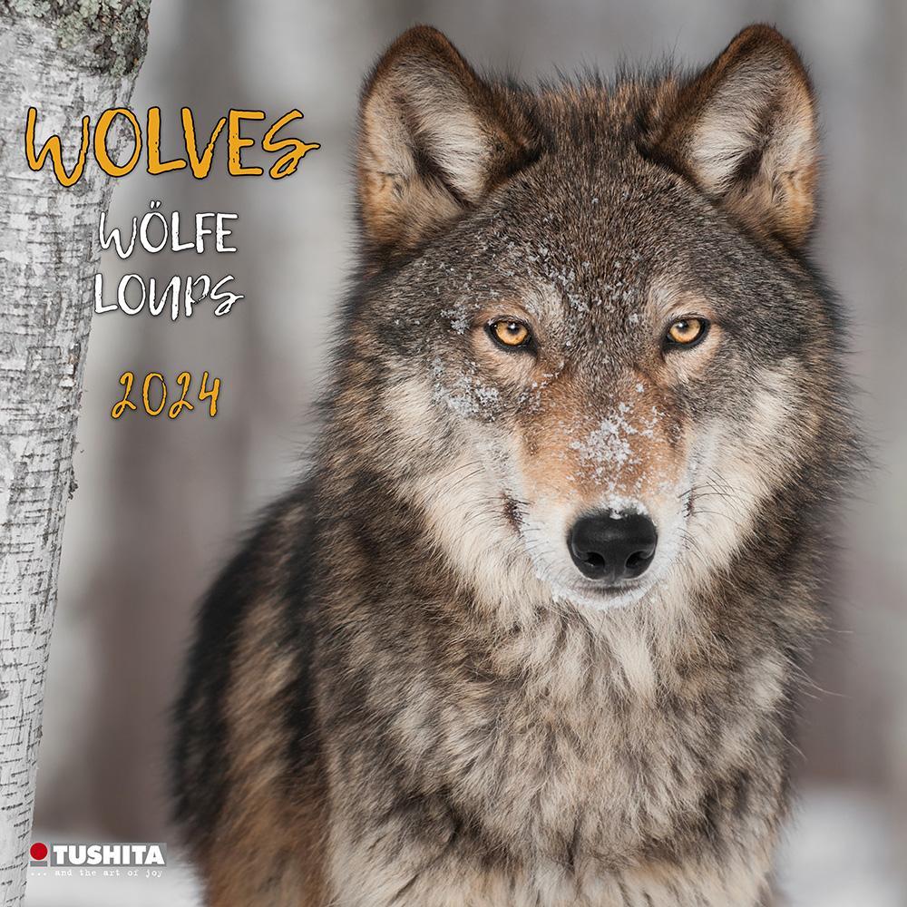 Thumbnail - Tushita Paperart Publishing, Kalender, Wolves 2024 (30 x 30 cm, Harter Einband, Englisch, Italienisch, Französisch, Tsch...