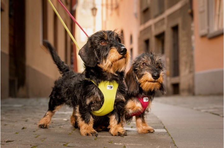 Image du produit Curli Harnais Vest Air-Mesh M, Ruby (M, Chien, Général)