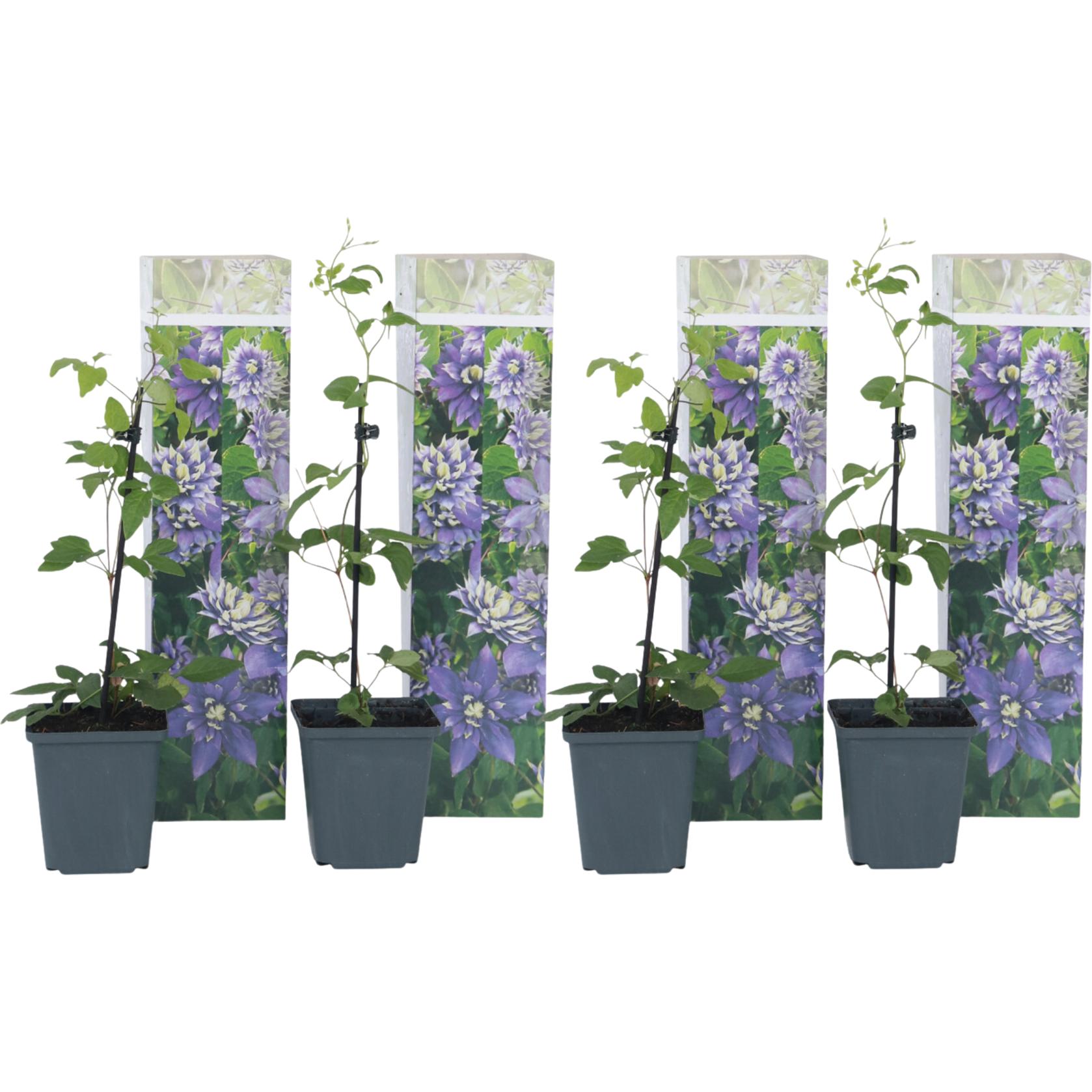 Plant in a Box, Pflanzen, Clematis hybrid taiga - 4er Set Klematis (25 cm)