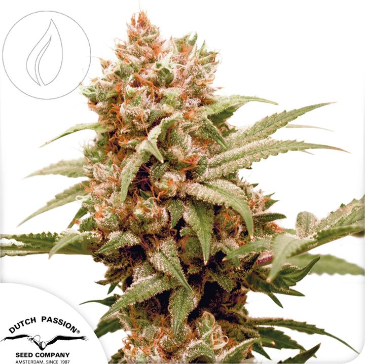 Image du produit Dutch Passion Graines de CBG Force 3 (Graines de plantes)