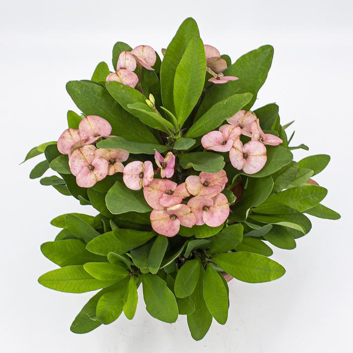 Produktbild Kakteen Gautschi Euphorbia millii rosa (35 cm)