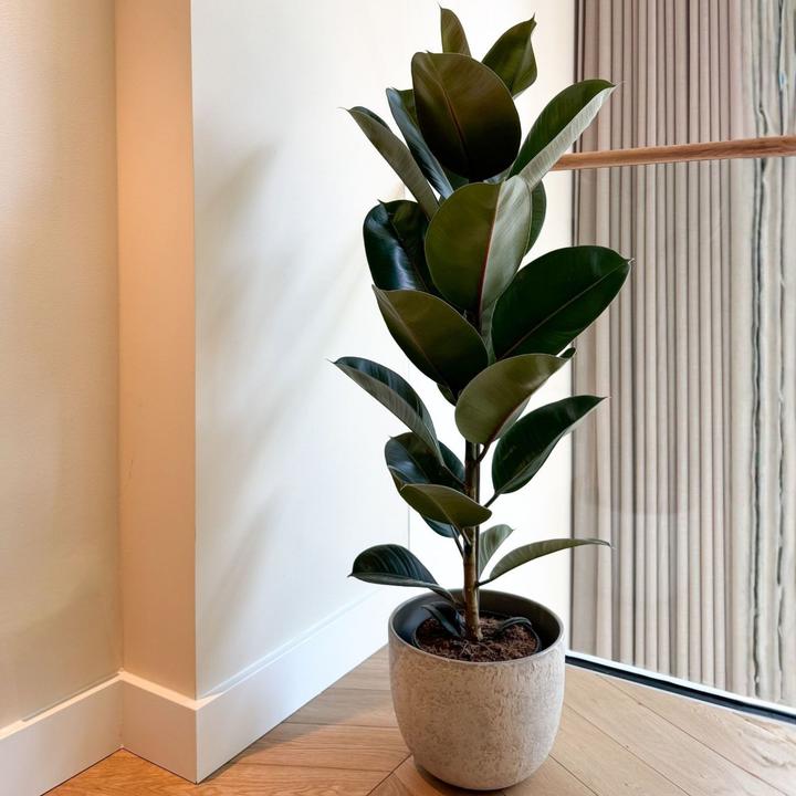 Produktbild Plant in a Box Ficus Elastica Robusta - Gummibaum (100 cm)