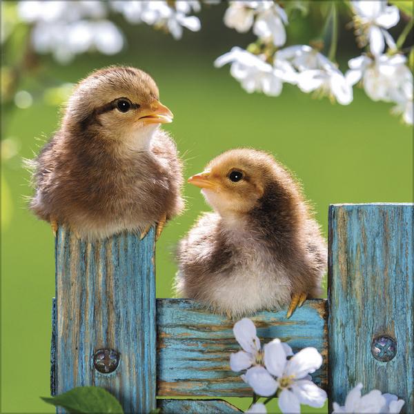 Produktbild Hhner 2026 (30 x 30 cm)