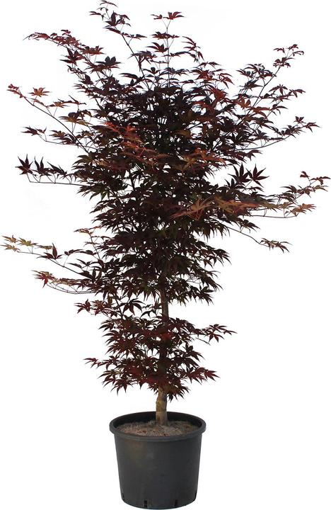 Actual product image Zulauf Japanischer Fächer-Ahorn / Acer palmatum 'Bloodgood' (125 cm)