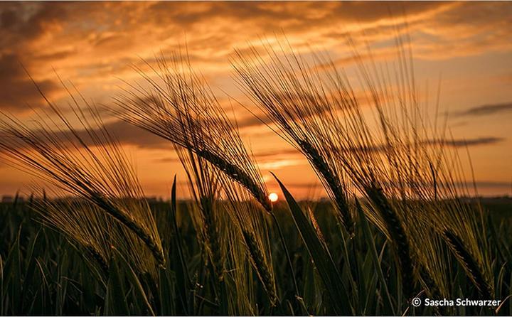 Produktbild Samyang 85mm f/1.4 AS IF UMC - Sony E (Sony E, Vollformat)