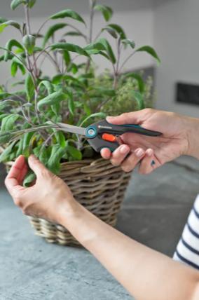 Immagine prodotto Gardena Forbici FreshCut in offerta