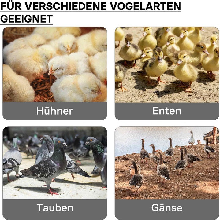 Image du produit Fudajo Küken-Wärmeplatte (30 W)