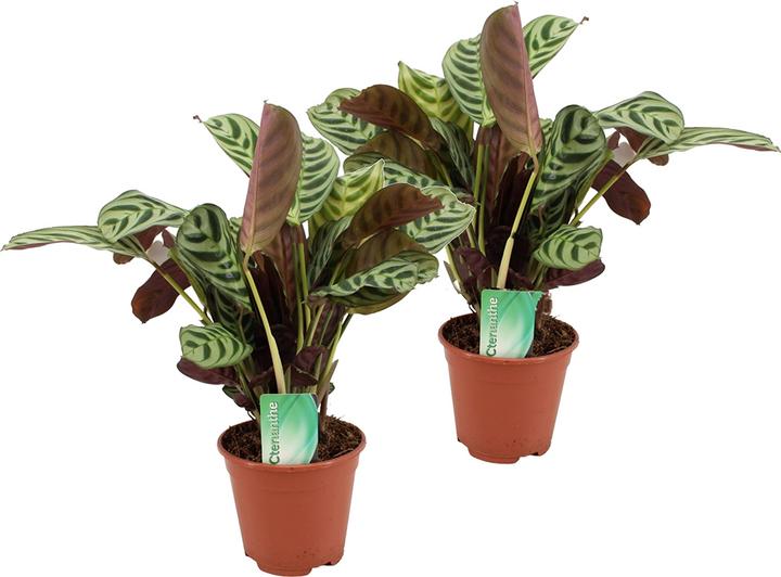 Produktbild Plant in a Box Ctenanthe Amablis Burle-marxii - 2er Set Korbmarante (30 cm)