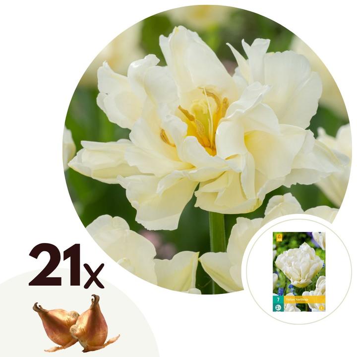 Image du produit Plant in a Box Tulipa Northcap - Set de 21 tulipes (10 cm)
