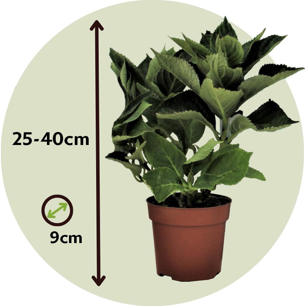 Thumbnail - Plant in a Box, Pflanzen, Hydrangea macrophylla 'Early Blue', 'Early Pink', 'Wudu' (25 cm)