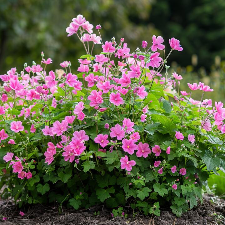 Immagine prodotto Plant in a Box Anisodontea capensis 'El Rayo' - Set di 3 malva del Capo (25 cm)