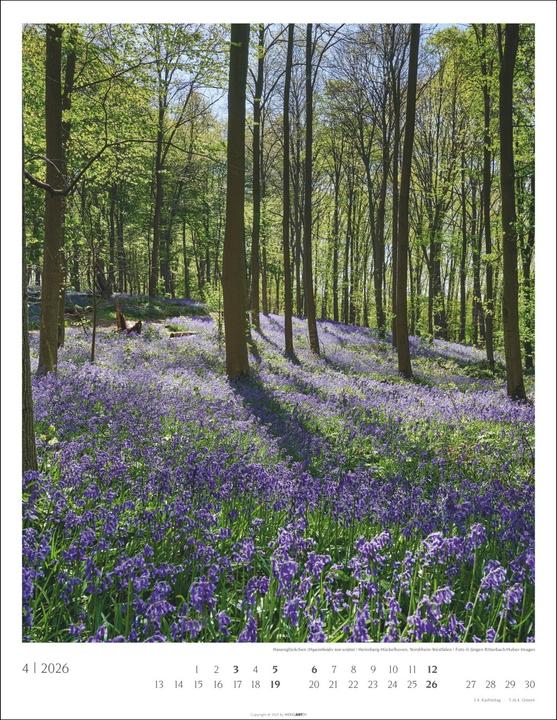 Produktbild Heimische Wälder Kalender 2026 (34 x 44 cm, Harter Einband, Deutsch)