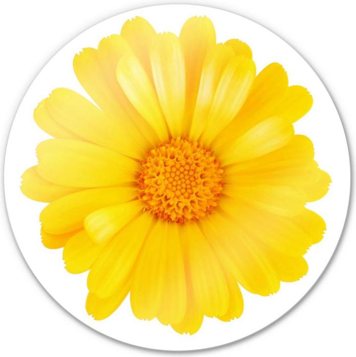 Image du produit Trenddeko Gerbera jaune - rond (Ø 70 cm)