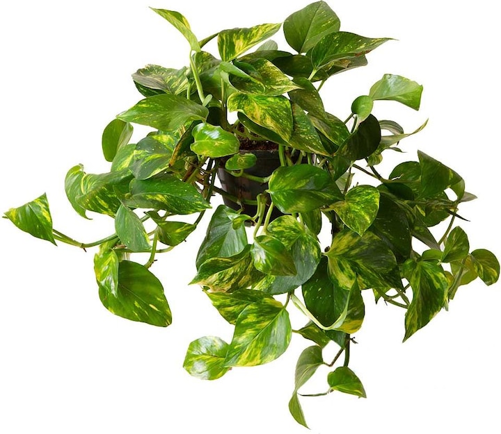 VEG and the City Firat (Efeutute Epipremnum aureum) (20 cm)