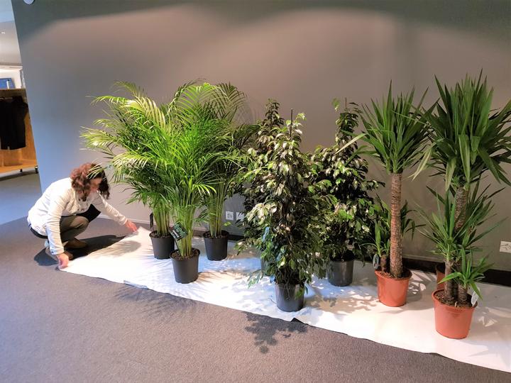 Actual product image Rutishauser Blumen Ficus (130 cm)