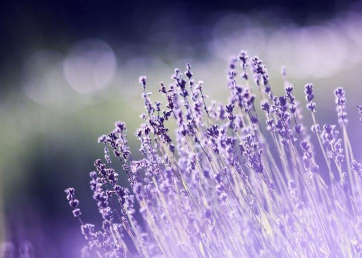 Produktbild Parfums de Marly Darley (Eau de Parfum, 125 ml)