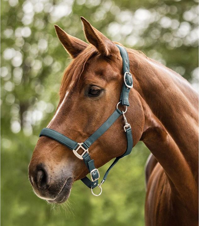 Immagine prodotto Waldhausen Bocca per cavallo satinato