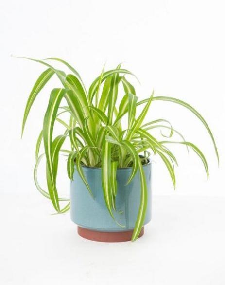 Actual product image VEG and the City Wani (green lily Chlorophytum comosum) (30 cm)