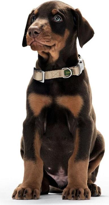 Produktbild Hunter Hundehalsband Alu-Strong L Orange (45-65 cm) (L, Hund, Hundesport)