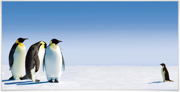 Produktbild Trenddeko Penguin (120 x 60 cm)