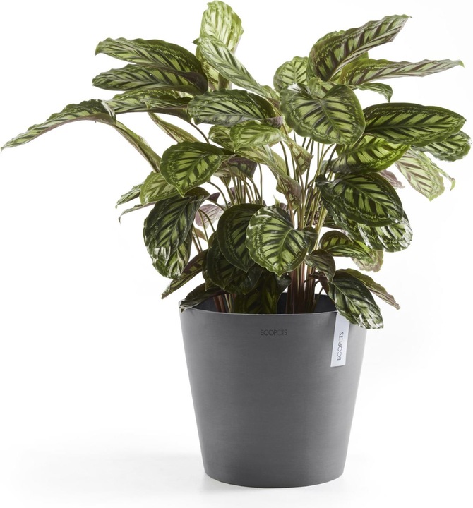 Actual product image Ecopots Amsterdam (40 cm)