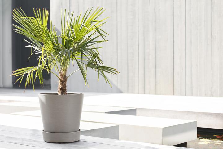 Produktbild Ecopots Saucer on Wheels