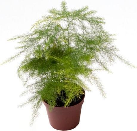 Produktbild Plantlovers Asparagus Setaceus Bush (Zierspargel) (15 cm, Frisch umgetopft)
