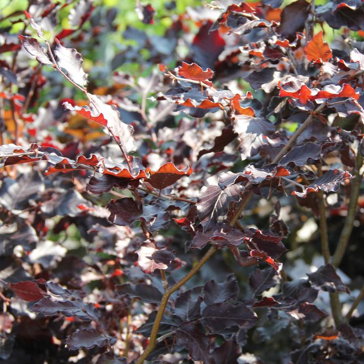 Produktbild Zulauf Blut-Buche / Fagus syl. 'Purpurea' (80 cm)