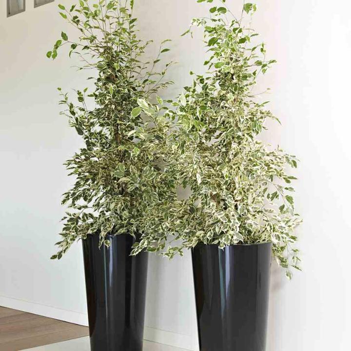 Image du produit Euro3plast Pflanzschale (40 cm)