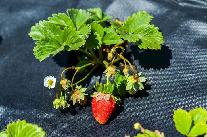 Immagine prodotto Aquagart 100m x 1m Unkrautvlies UV-Stabil mit 2 Oberflächen Gartenvlies Mulchvlies PES/PP