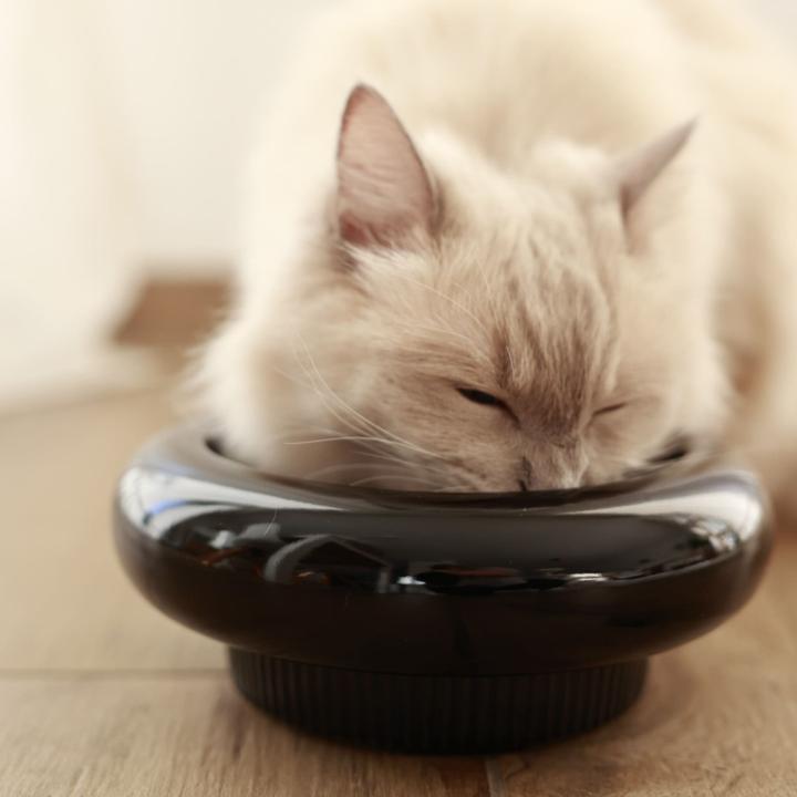 Image du produit LucyBalu MYCO Katzennapf
