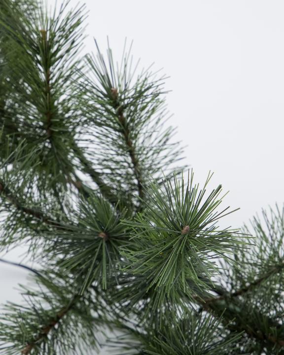 Produktbild House Doctor HDGiant, Natur