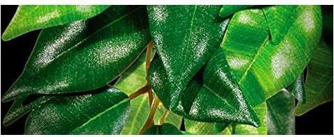 Produktbild Exo Terra Jungle Plant Fikus