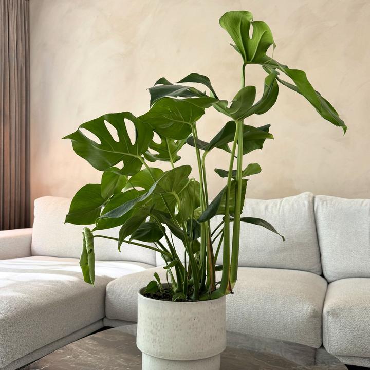 Produktbild Plant in a Box Monstera Deliciosa - Fensterblatt (80 cm)
