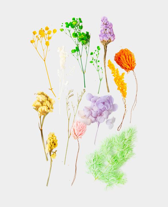 Produktbild I Am Creative Trockenblumenset (Trockenblumen)