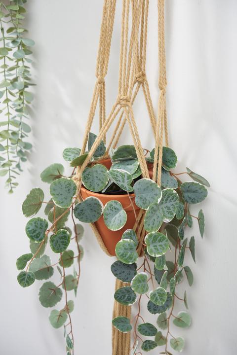 Produktbild Halbach Baumwollkordel (80 m)