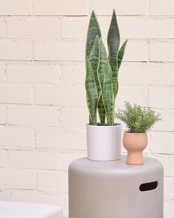 Immagine prodotto Kave Home Sansevieria (55 cm)