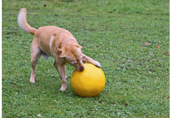 Produktbild Kerbl Hundespielball (Intelligenzspielzeug Hund)