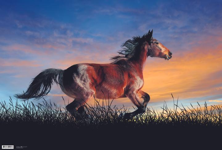 Image du produit Eibert Visual Pferde (40 x 60 cm)