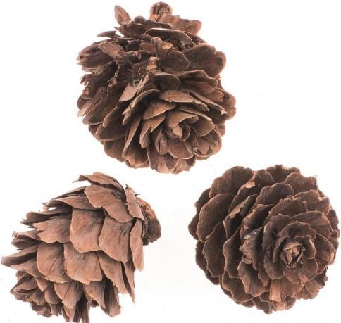 Image du produit Glorex Pomme de pin petite 60g 2-3cm