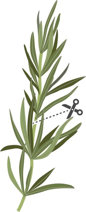 Produktbild Véritable Rosmarin (Kräutersamen)