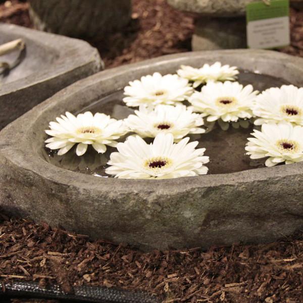 Image du produit Koi-Breeder Coupe en pierre (40 x 30 x 8 cm)