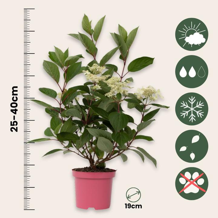 Produktbild Plant in a Box Hydrangea paniculata 'Early Harry' - 2er-Set Hortensie (25 cm)