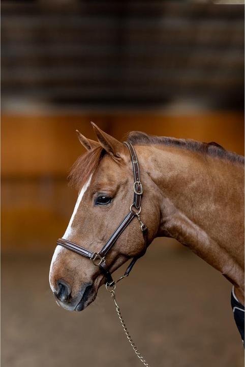 Immagine prodotto HFI Master Little Groom