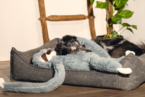 Immagine prodotto Beeztees Zia (Cane)