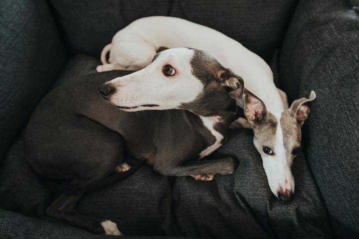 Actual product image Hunter Dog sofa Livingston woven fabric (Dog)