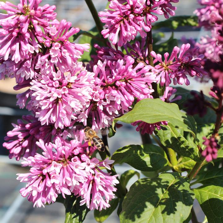 Image du produit Zulauf Lilas (70 cm)